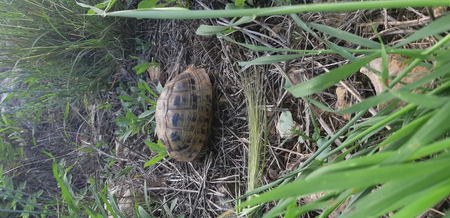 Testudo graeca  photographed by רועי שטראוס 