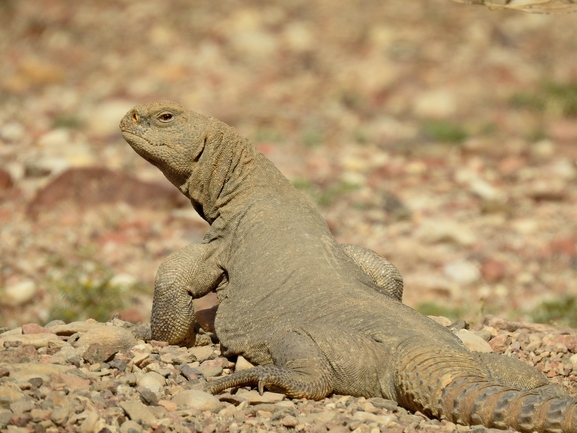 Dabb Lizard  photographed by דורון ניסים 