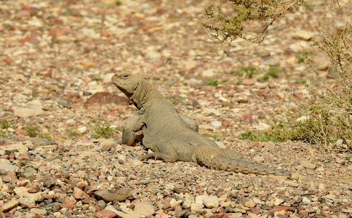 Dabb Lizard  photographed by דורון ניסים 