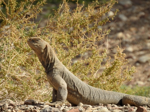 Uromastyx aegyptia  צולם על ידי דורון ניסים 