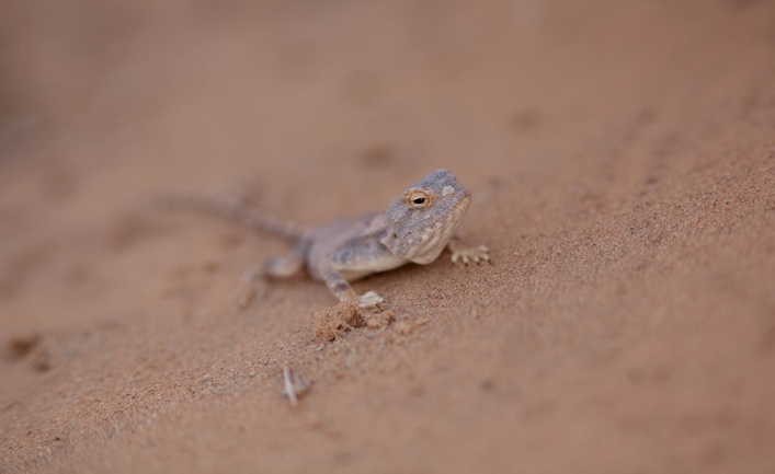 Agama pallida pallida  photographed by דורון ניסים 