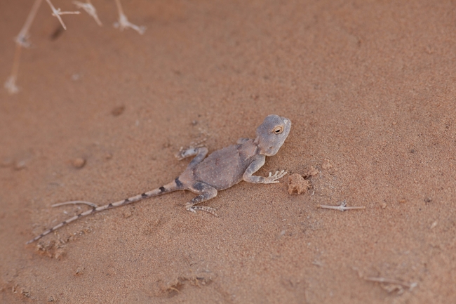 Agama pallida pallida  photographed by דורון ניסים 