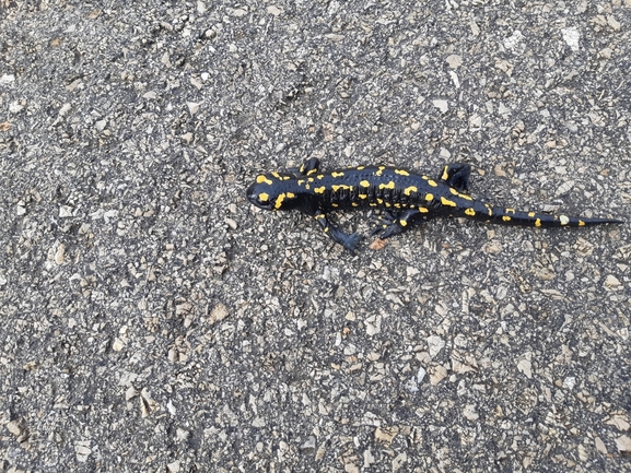 Salamandra infraimmaculata  photographed by איימן מזעל 