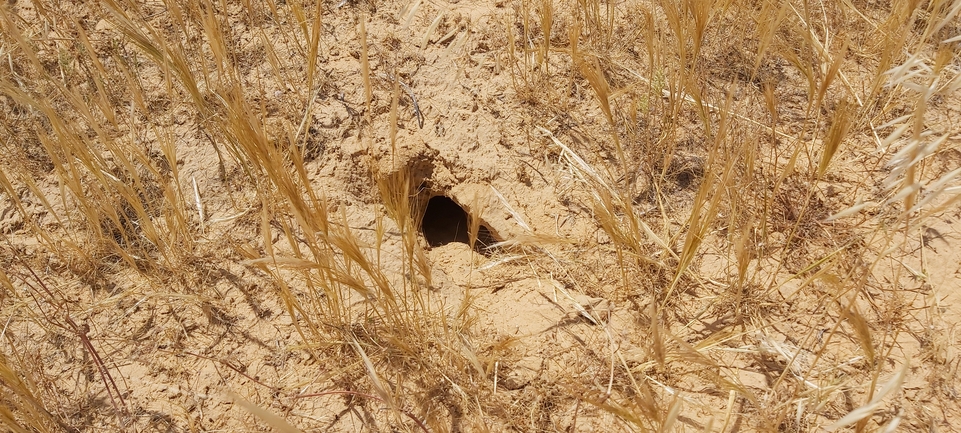 Grey Monitor  photographed by אברהם לינקולן 