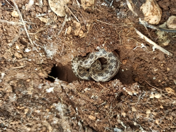 Eirenis coronella  photographed by בעז שחם 