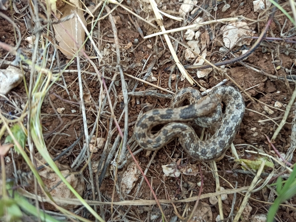 Eirenis coronella  photographed by בעז שחם 