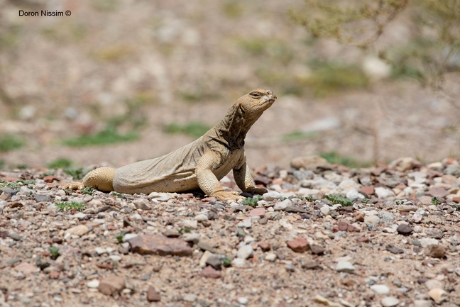 Uromastyx aegyptia  צולם על ידי דורון ניסים 