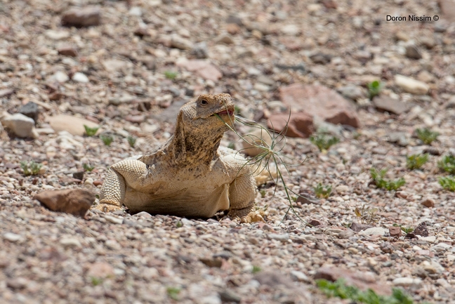 Dabb Lizard  photographed by דורון ניסים 