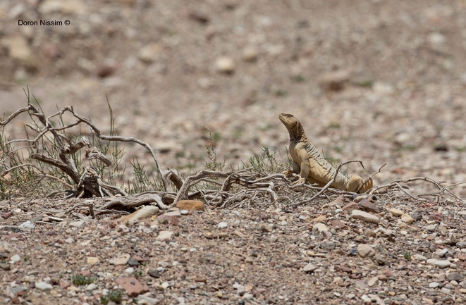 Dabb Lizard  photographed by דורון ניסים 