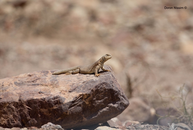 Uromastyx aegyptia  צולם על ידי דורון ניסים 