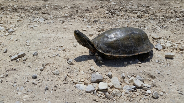 Mauremys caspica rivulata  photographed by אחר 