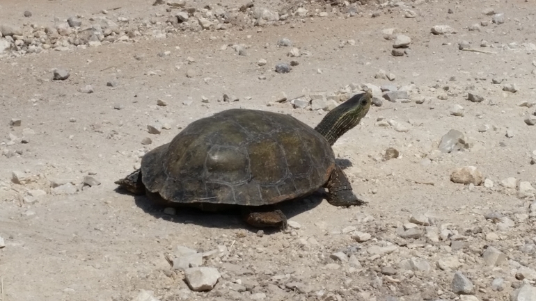 Mauremys caspica rivulata  photographed by אחר 