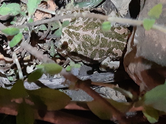 Bufo viridis  photographed by מאיר אורבך 