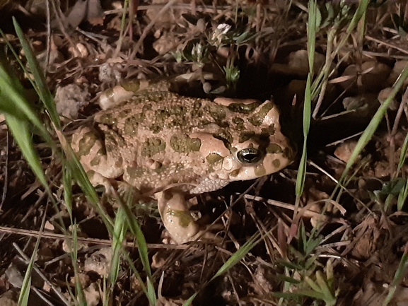 Bufo viridis  photographed by מאיר אורבך 