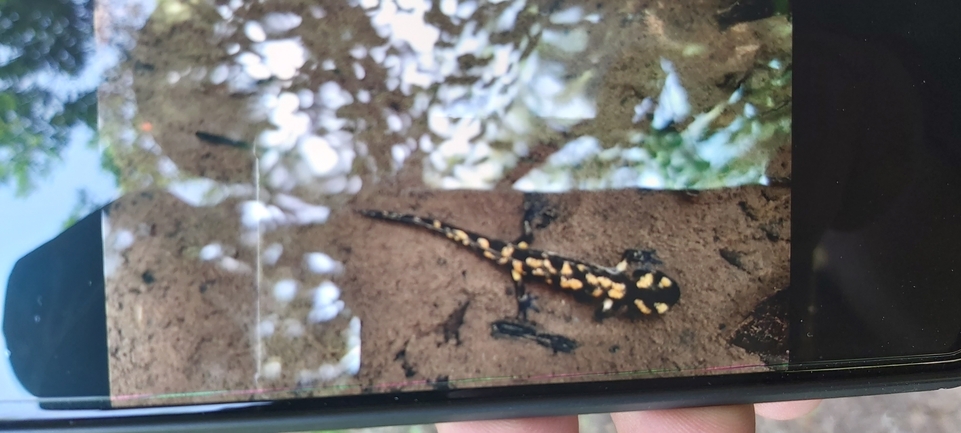 Salamandra infraimmaculata  photographed by עפו בכרייה 