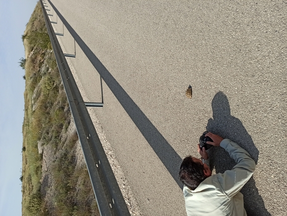 Testudo graeca  photographed by בעז שחם 