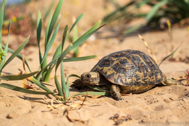 Testudo graeca  photographed by סיון מרדוק 