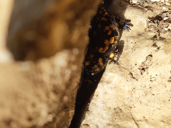 Salamandra infraimmaculata  photographed by גיא זהרוני 