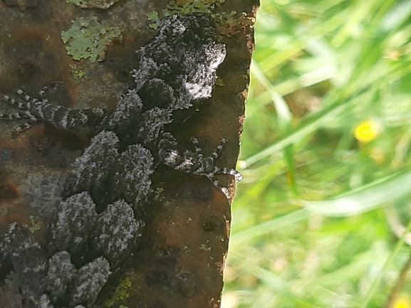 Cyrtodactylus kotschyi orientalis  photographed by Dotan Rotem 