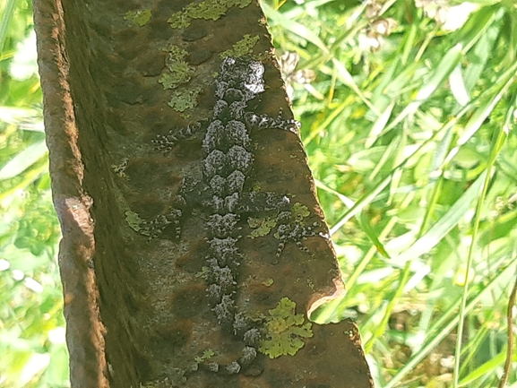 Cyrtodactylus kotschyi orientalis  photographed by Dotan Rotem 