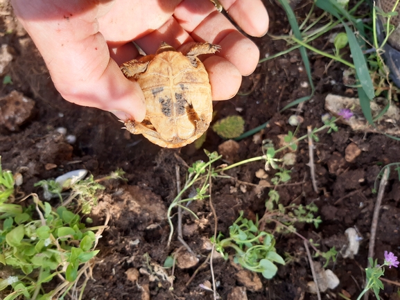 Testudo graeca  photographed by גיל בן-עזרא 