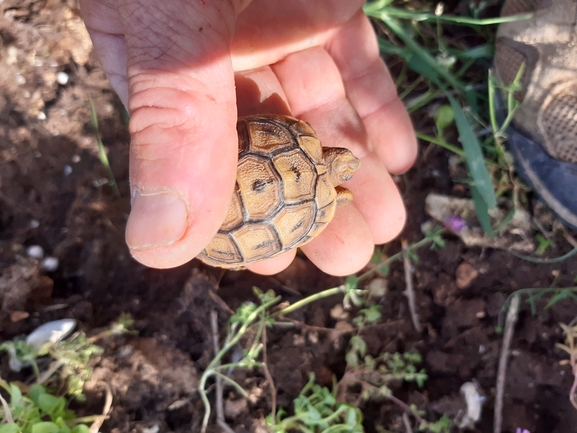 Testudo graeca  photographed by גיל בן-עזרא 