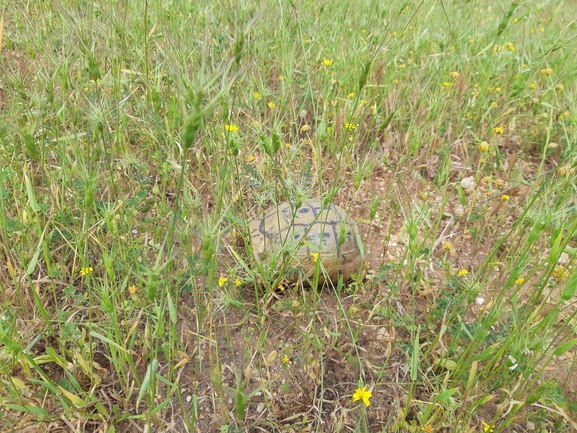 Testudo graeca  photographed by רמי יוספי 