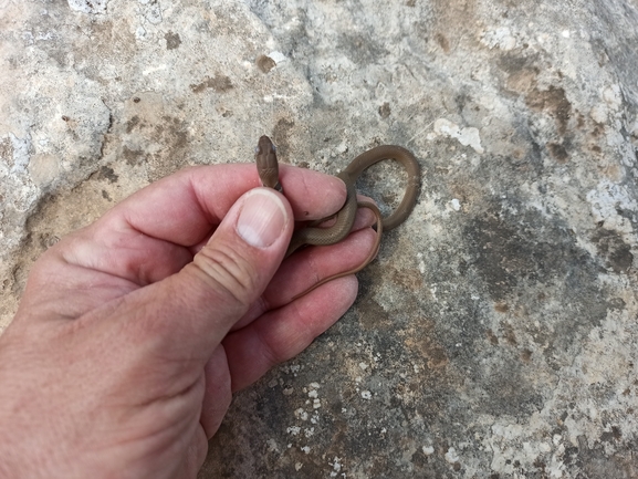 Coluber rubriceps  photographed by בעז שחם 