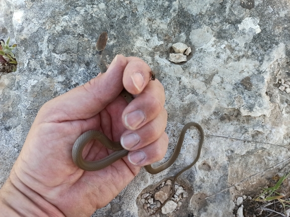 Coluber rubriceps  photographed by בעז שחם 