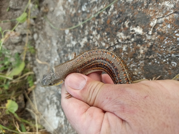 Eumeces schneideri  photographed by בעז שחם 