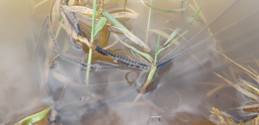 Bufo viridis  photographed by איתי לחמי 