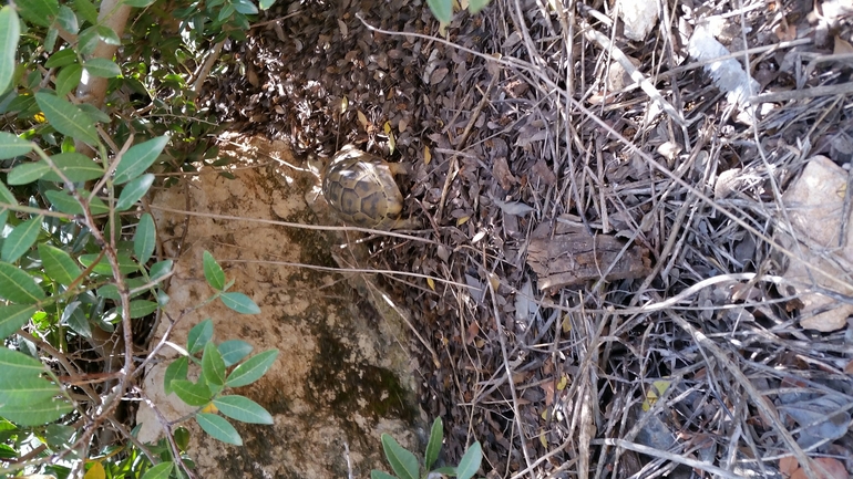 Testudo graeca  photographed by קובי בן עטיה 