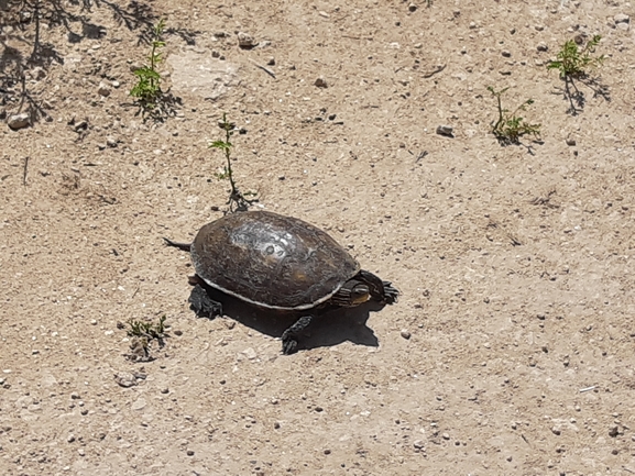 Mauremys caspica rivulata  photographed by רועי רבין 