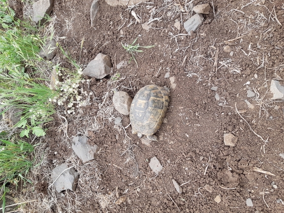 Testudo graeca  photographed by דקל שגב 