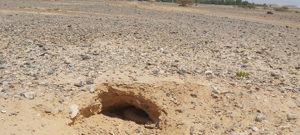 Dabb Lizard  photographed by אברהם לינקולן 