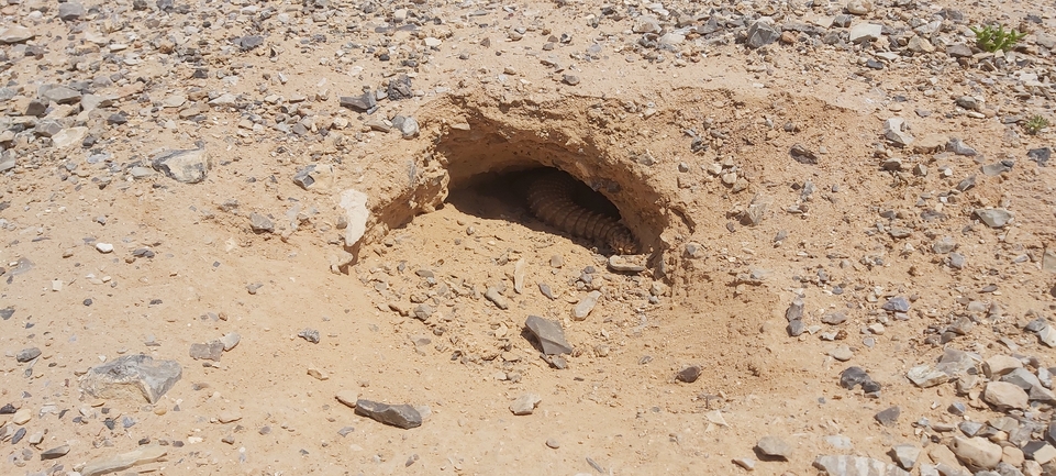 Dabb Lizard  photographed by אברהם לינקולן 