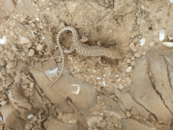 Mesalina guttulata guttulata  photographed by בעז שחם 