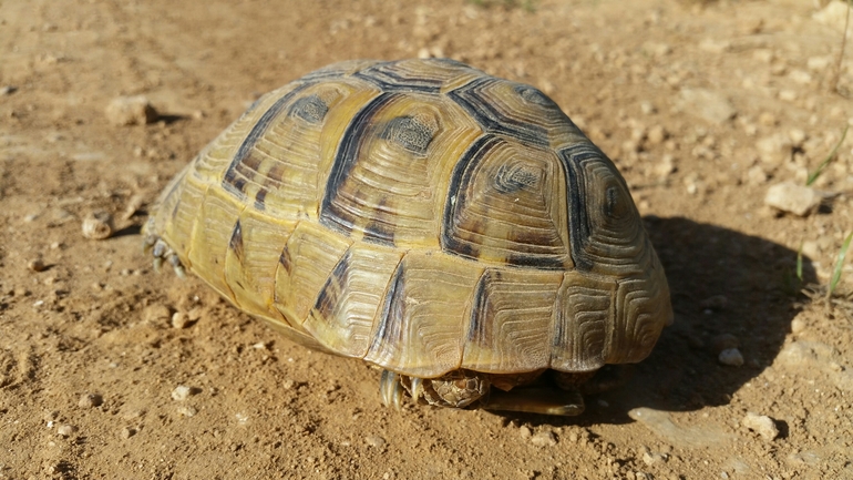 Testudo graeca  photographed by עמרי שרון 