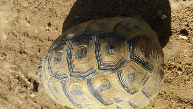 Testudo graeca  photographed by עמרי שרון 