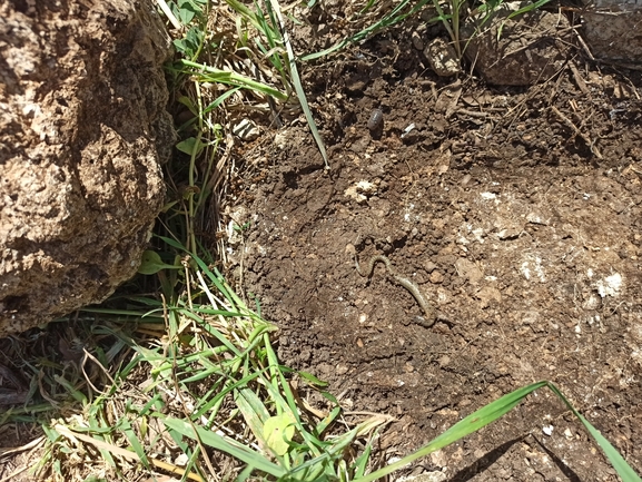 Chalcides ocellatus  photographed by בעז שחם 