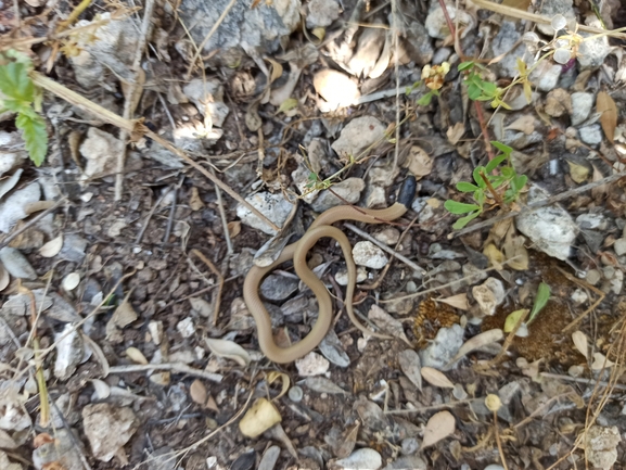 Rhynchocalamus melanocephalus  photographed by בעז שחם 