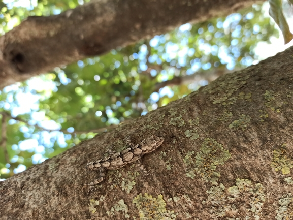 Cyrtodactylus kotschyi orientalis  photographed by בעז שחם 