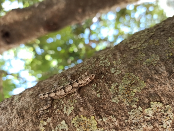 Cyrtodactylus kotschyi orientalis  photographed by בעז שחם 