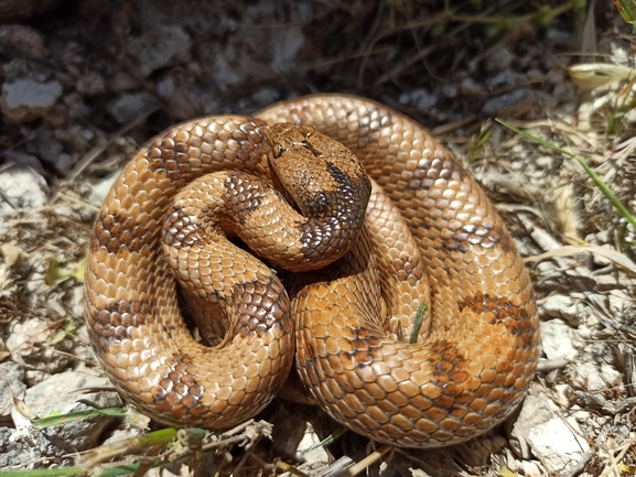 Telescopus fallax syriacus  photographed by בעז שחם 