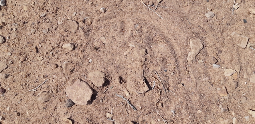 Dabb Lizard  photographed by יובל שגיא 