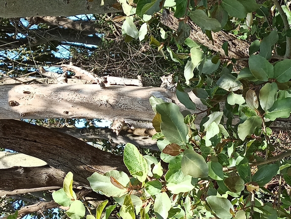 Cyrtodactylus kotschyi orientalis  photographed by בעז שחם 