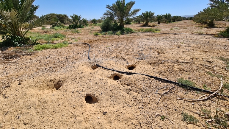 Dabb Lizard  photographed by דורון ניסים 