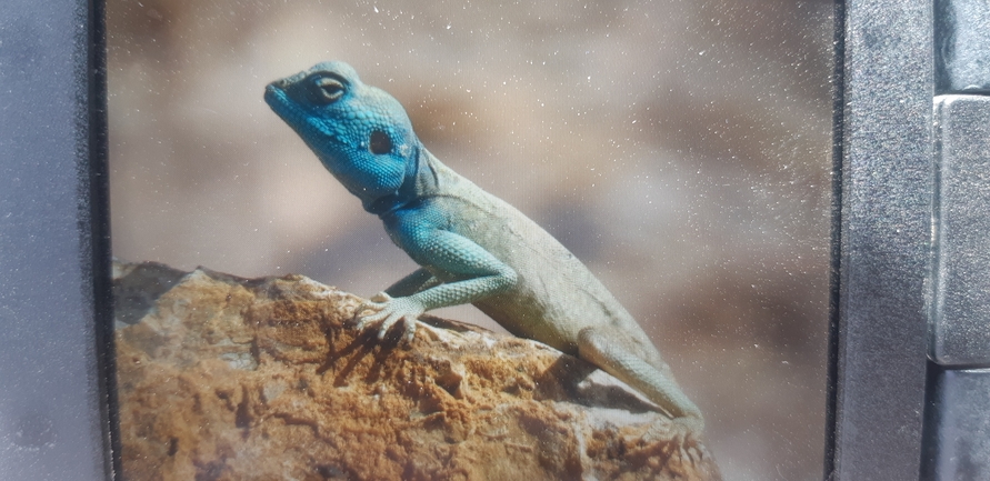 Agama sinaita  photographed by דיוויד סטרוקוב 