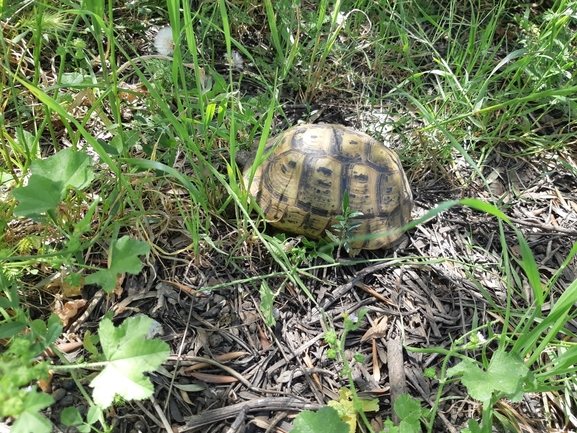 Testudo graeca  photographed by בוריס קריפק 