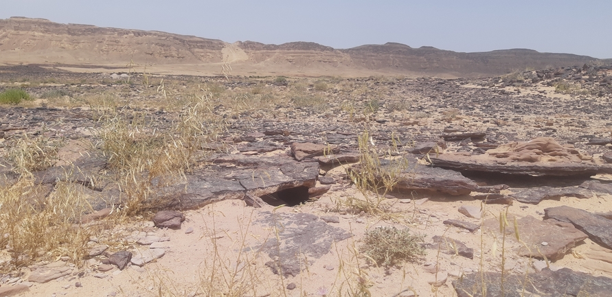 Dabb Lizard  photographed by דיוויד סטרוקוב 